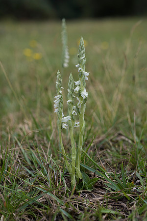 Spiranthes spiralis, Autumn Ladies-tresses. New Forest. 6th Sept 2015