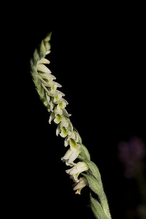 Spiranthes spiralis, Autumn Ladies-tresses. New Forest. 6th Sept 2015