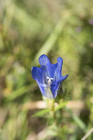 Gentiana pneumonanthe, Marsh Gentian. New Forest. 12th Sept. 2015
