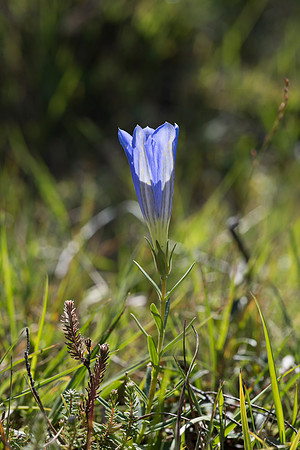 Gentiana pneumonanthe, Marsh Gentian. New Forest. 12th Sept. 2015