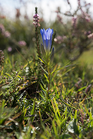 Gentiana pneumonanthe, Marsh Gentian. New Forest. 12th Sept. 2015