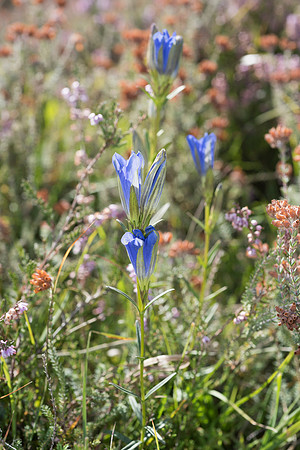 Gentiana pneumonanthe, Marsh Gentian. New Forest. 12th Sept. 2015