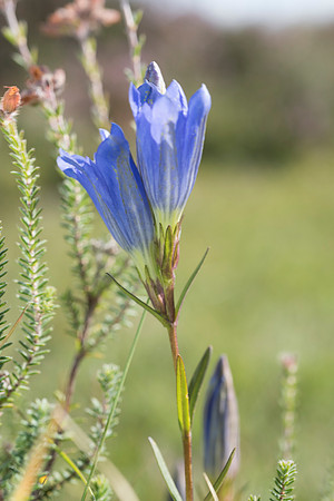 Gentiana pneumonanthe, Marsh Gentian. New Forest. 12th Sept. 2015