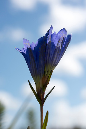 Gentiana pneumonanthe, Marsh Gentian. New Forest. 12th Sept. 2015