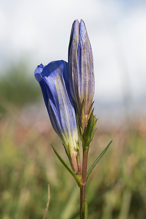 Gentiana pneumonanthe, Marsh Gentian. New Forest. 12th Sept. 2015