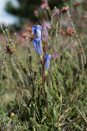 Gentiana pneumonanthe, Marsh Gentian. New Forest. 12th Sept. 2015