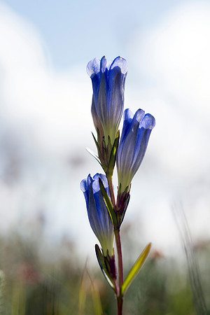 Gentiana pneumonanthe, Marsh Gentian. New Forest. 12th Sept. 2015