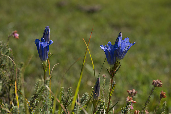 Gentiana pneumonanthe, Marsh Gentian. New Forest. 12th Sept. 2015