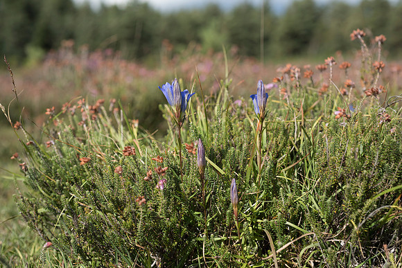 Gentiana pneumonanthe, Marsh Gentian. New Forest. 12th Sept. 2015