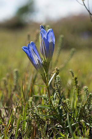 Gentiana pneumonanthe, Marsh Gentian. New Forest. 12th Sept. 2015