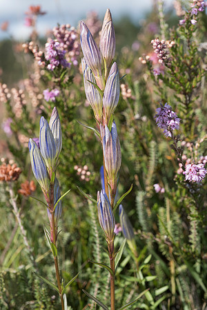 Gentiana pneumonanthe, Marsh Gentian. New Forest. 12th Sept. 2015