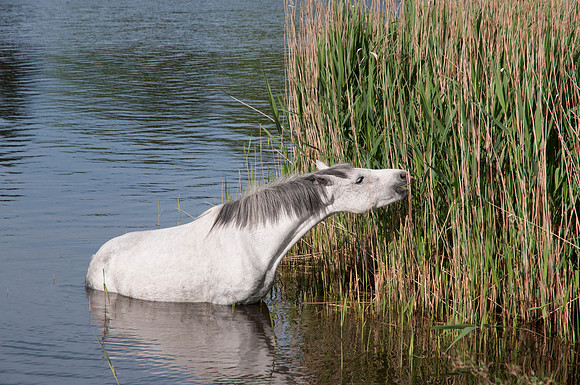 New Forest Pony