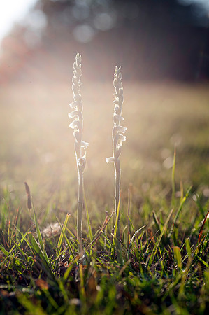 Spiranthes spiralis, Autumn Ladies Tresses