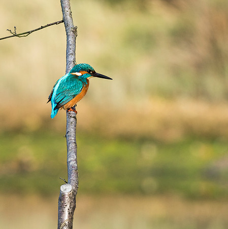 Alcedo atthis, Kingfisher
