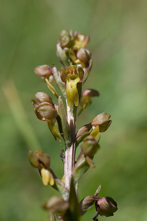 Coeloglossum viride, Frog Orchid
