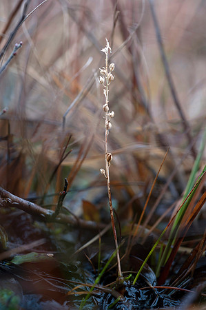 Hammarbya paludosa, Bog Orchid Seed Head