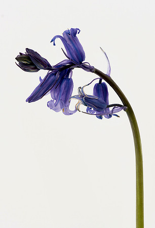 Scilla non-scripta, English Bluebell