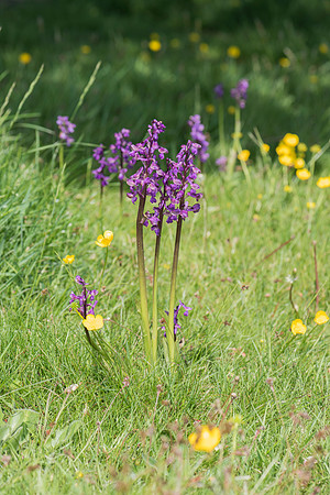 Anacamptis morio, Green-veined Orchid