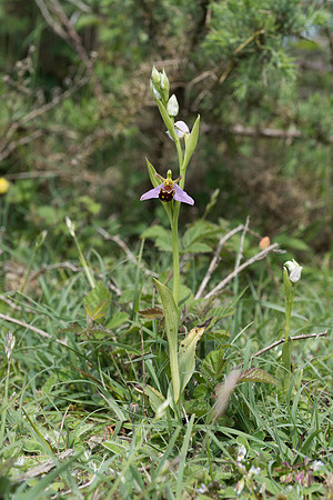 Ophrys apifera, Bee Orchid, Beaulieu. June 2016