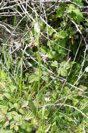 Ophrys apifera, Bee Orchid, Beaulieu. June 2016