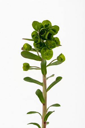 Euphorbia amygdaloides, Wood Spurge.