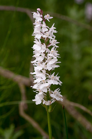 Dactylorhiza fuchsii, Common Spotted Orchid