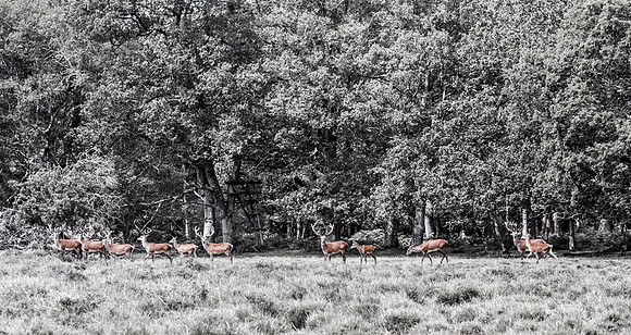 Red Deer
