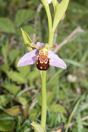 Ophrys apifera, Bee Orchid, Beaulieu. June 2016
