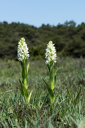 Dactylorhiza incarnata, Early Marsh Orchid