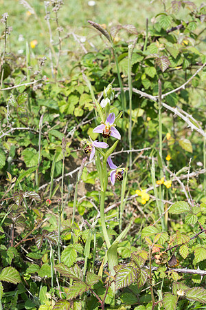 Ophrys apifera, Bee Orchid, Beaulieu. June 2016