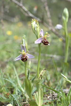 Ophrys apifera, Bee Orchid, Beaulieu. June 2016