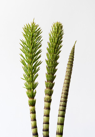 Equisetum sp. Horsetail