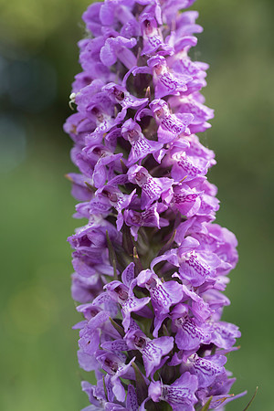 Dactylorhiza praetermissa, Common or Southern Marsh Orchids
