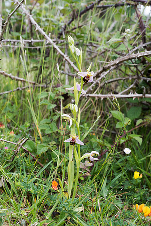 Ophrys apifera, Bee Orchid, Beaulieu. June 2016