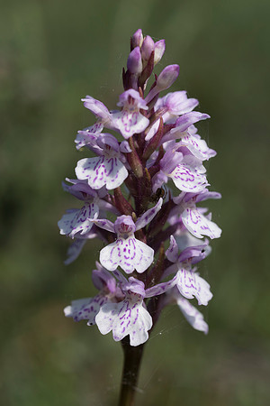 Dactylorhiza maculata, Heath-spotted Orchid
