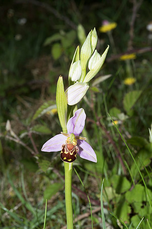 Ophrys apifera, Bee Orchid, Beaulieu. June 2016