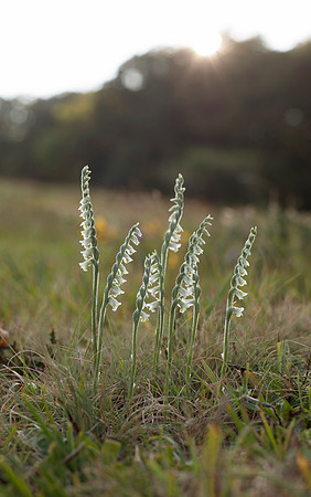Spiranthes spiralis, Autumn Ladies Tresses