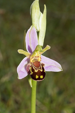 Ophrys apifera, Bee Orchid, Beaulieu. June 2016