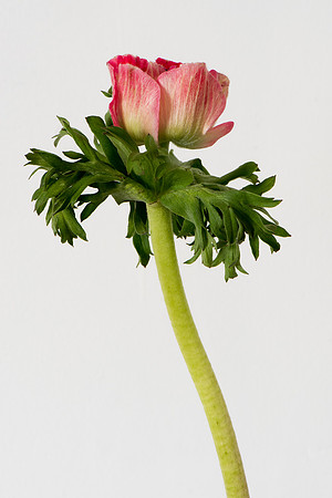 Anemone coronaria 2