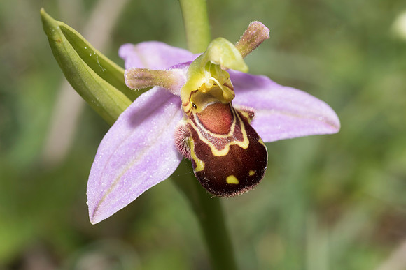 Ophrys apifera, Bee Orchid, Beaulieu. June 2016