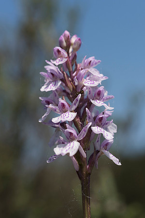 Dactylorhiza maculata, Heath-spotted Orchid