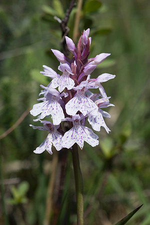 Dactylorhiza maculata, Heath-spotted Orchid