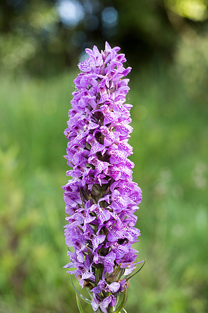 Dactylorhiza praetermissa, Common or Southern Marsh Orchids