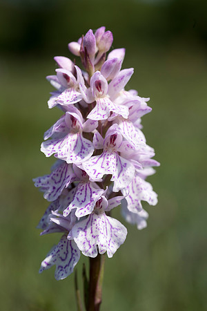 Dactylorhiza maculata, Heath-spotted Orchid