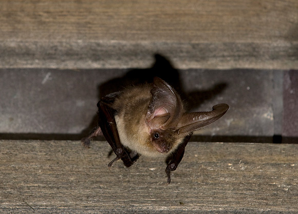 Plecotus auritus, Brown Long-eared Bat