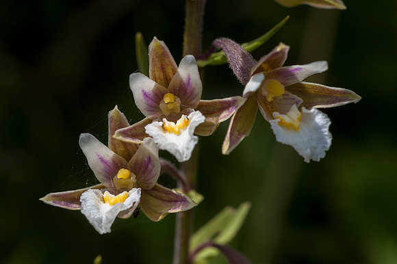 Epipactis palustris, Marsh Helleborine