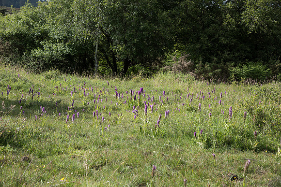 Dactylorhiza praetermissa, Common or Southern Marsh Orchids