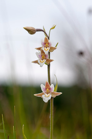 Epipactis palustris, Marsh Helleborine