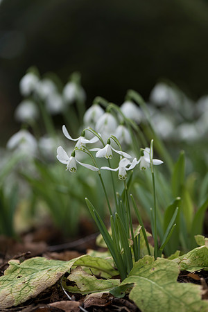 Galanthus nivalis, Snowdrops.