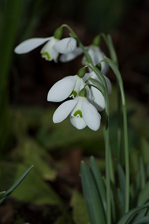 Galanthus nivalis, Snowdrops.
